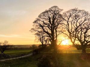 a group of trees in a field at sunset at Lapwing Cottage - E5028 in Birtley +3 photos