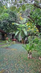 a garden with a palm tree in a yard at Oasis Pai Resort in Pai +20 photos