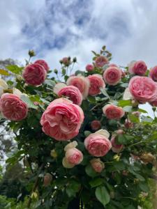 Gallery image of Nook horse farm in Nagambie