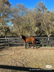 Gallery image of Nook horse farm in Nagambie +16 photos