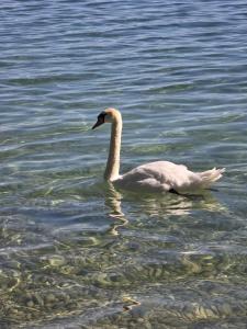 Φωτογραφία από το άλμπουμ του Avenue 15 Boudry Suites σε Boudry