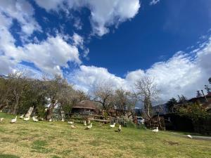 a bunch of white ducks in a field at Cabañas del Maipo in Peumos