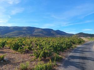 a road through a vineyard with mountains in the background at Chambre privée chez l'habitant, Les Maisons de Gaia in Tuchan