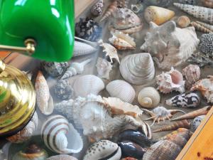 een tentoonstelling van schelpen en andere voorwerpen in een lade bij Bodarfor By The Sea in Aberdaron +12 foto's