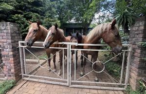 eine Gruppe von Pferden, die hinter einem Zaun stehen in der Unterkunft Cabin & Cottage Kaapsehoop in Kaapsehoop + 9 Fotos