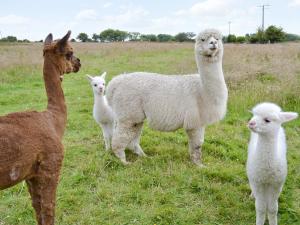 un groupe de lamas debout dans un champ dans l'établissement The Cottage - Osd, à Penbryn