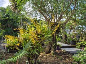 a garden with a tree and some plants at Chalet Les Planifolias in Saint-Philippe +4 photos