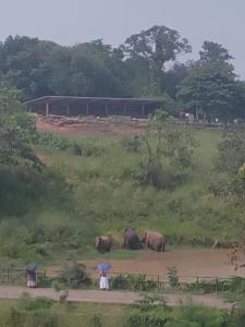 una mujer con un paraguas de pie frente a una manada de elefantes en Pinnawala Elephant Front View Hotel, en Rambukkana