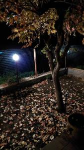 a tree with leaves on the ground next to a fence at La Dimora di Dida in Seggiano