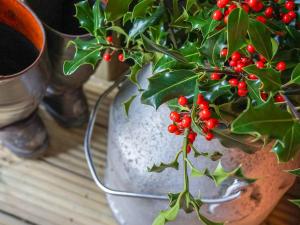 a plant in a vase with red berries on it at Cwt Celyn Qu7605 in Llangernyw +17 photos