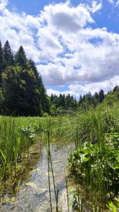 een veld met hoog gras, water en bomen bij Plitvice Waterfall Millhouse Challet Stipanov Mlin in Plitvička Jezera