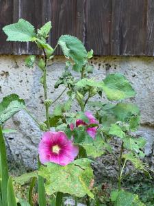 Фотография из галереи Plitvice Waterfall Millhouse Challet Stipanov Mlin в городе Плитвицкие озера