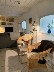a dog laying in a chair in a living room at Stone house with direct access to Haraldsted Lake in Ringsted