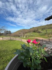a flower pot with pink roses in a yard at Casa de campo La siberia 