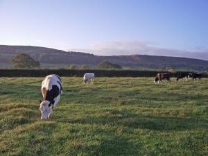 a herd of cows grazing in a field of grass at Barrowmead Cottage - E2377 in Banwell