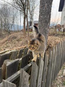 Eine Katze steht auf einem Holzzaun in der Unterkunft Gospodarstwo agroturystyczne U Gazdy in Wisła
