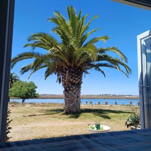 a palm tree on the beach with a plate in front of it at Kingfisher by the river - self catering in Velddrif