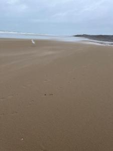 a beach with footprints in the sand and the ocean at Sandy Cove 50 in Llanddwywe