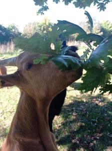 a deer is eating leaves from a tree at Dôme étoilé in Pléneuf-Val-André