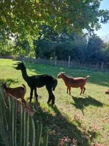 three animals standing in the grass near a fence at Dôme étoilé in Pléneuf-Val-André