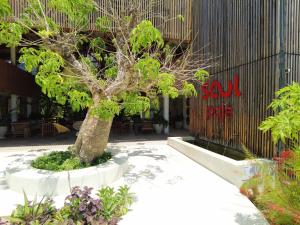 a bonsai tree in a pot in front of a building at Tropical apartments in The Soul 400m from Paje beach - Managed by KSN in Paje
