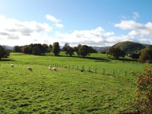 a herd of sheep grazing in a green field at Fell Croft in Pooley Bridge