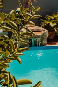 a green plant sitting next to a swimming pool at Pousada Nanai in Foz do Iguaçu