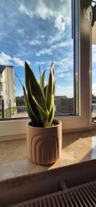 ブスコ・ズドロイにあるSłoneczny Ogródekの窓枠に座る鉢植え