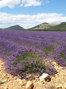 a field of purple flowers with mountains in the background at LE ROOFTOP PROVENÇAL in Taulignan