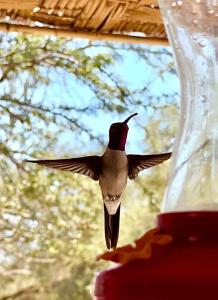 Ảnh trong thư viện ảnh của El Huarango Eco Lodge ở La Huaica