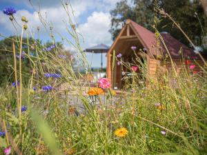 a field of flowers in front of a house at Dol Y Mynydd The Mountain Meadow - Cottage in Llangernyw