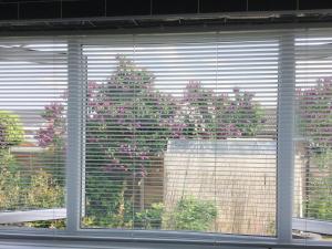 ein Fenster mit Blick auf eine Pflanze in der Unterkunft The Briar Rose in New Herrington + 13 Fotos