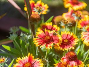 a bunch of colorful flowers with a bee on them at The I-Hut - Uk48330 in Lifton