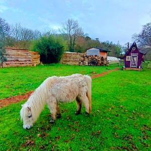 un piccolo pony bianco in piedi in un campo di cabane féérique a Pléneuf-Val-André Altre 2 foto