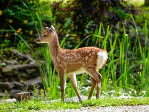 a baby deer is standing in the grass at Deer Cottage 2 Uk39332 in Biddenden