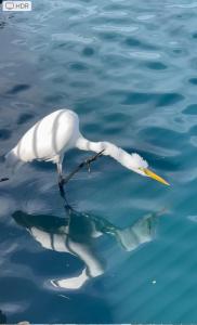 Zvířata v ubytování v soukromí nebo okolí