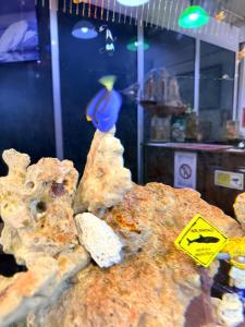 una pecera en una habitación con una pecera en Jasmine Villa Soi Buakhao, en Pattaya central