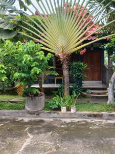 een palmboom voor een huis met planten bij Dannyjuljol homestay in Polo