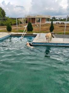 two dogs are standing in a pool of water at Anjanadri Lakeview Gardens - Sapthashree Nivasa in Hosūr
