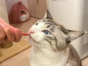 Una persona alimentando a un gato con un cepillo de dientes en Meguminoyu, en Furano