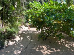 O grădină în afara Tauraatini house F3 - MOOREA Maatea +14 fotografii