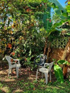 a couple of chairs sitting next to a tree at La Villa Ti'Lau in Saint-Laurent du Maroni