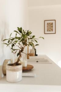 a potted plant sitting on a counter next to a sink at Studio & Stay Loft in Ghent +3 photos