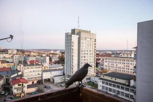 een vogel die op de rand van een gebouw zit bij Clara in Rzeszów