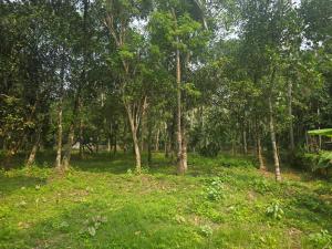 een groep bomen in een veld met groen gras bij The Kadu in Tāzhekkod