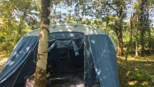 een blauwe tent in het bos naast een boom bij The Kadu in Tāzhekkod