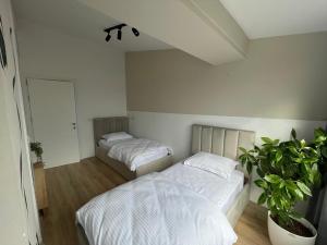a bedroom with two beds and a potted plant at I&O Loft360 in Shkodër +3 photos