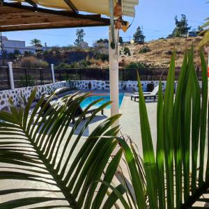a palm plant in front of a swimming pool at El Caserio de Araña, Cercados de Araña in Los Cercados +83 photos