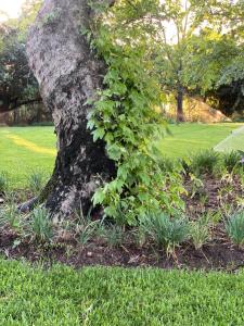 a tree with a green plant growing around it at Magents the Farm in Paarl
