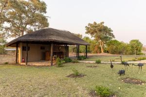 una pequeña cabaña con pájaros afuera en Rain Tree Camp, en Chunga